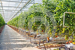 Long path in a large glasshouse with hydroponically grown tomatoes