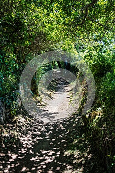 Long path in the summer fresh shade under green foliage