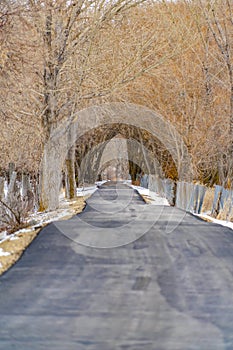 Long paved road in the snowy forest lined with trees and fence viewed in winter