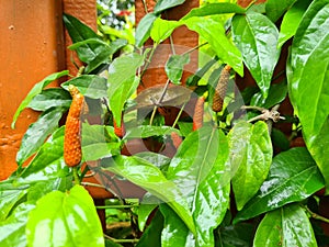 Long Pepper is a condiment that uses condiments. And the ingredients of ancient medicine.