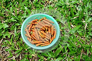 Long pepper fruit in basket on grass background