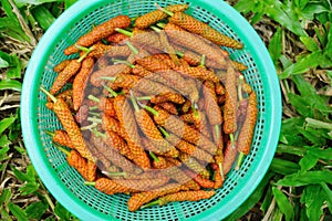 Long pepper fruit in basket on grass background