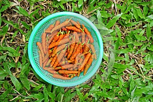 Long pepper fruit in basket on grass background