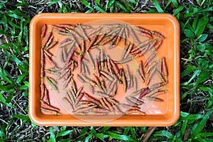 Long pepper fruit on tray for day with day light