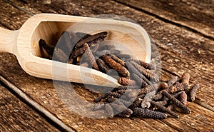 Long pepper or Piper longum