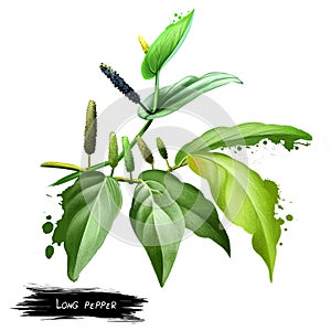 Long pepper Piper longum, Indian Pipli. Digital art