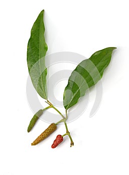 Long pepper or Piper longum isolated on white background