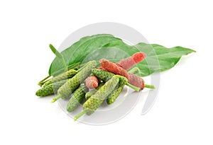 Long pepper or Piper longum isolated on white background