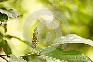 Long pepper or Piper longum