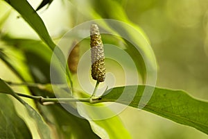 Long pepper or Piper longum