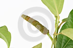 Long pepper or Piper longum on tree.