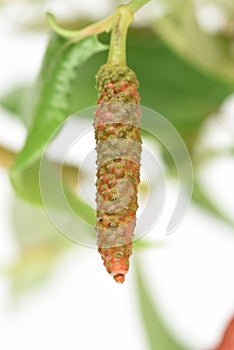 Long pepper or Piper longum on tree.