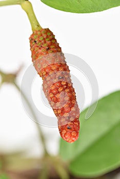 Long pepper or Piper longum on tree.