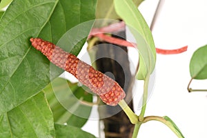 Long pepper or Piper longum on tree.