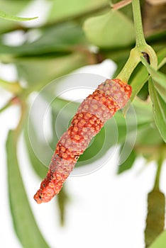 Long pepper or Piper longum on tree.