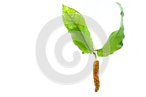 Long pepper white background in studio