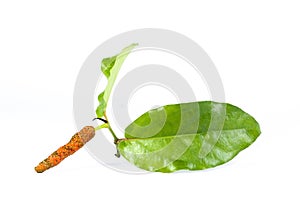 Long pepper white background in studio