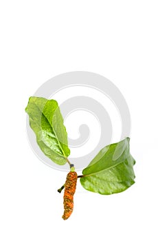 Long pepper white background in studio