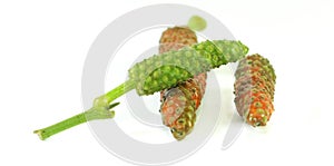 Long pepper white background in studio