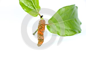 Long pepper white background in studio