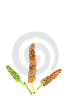 Long pepper white background in studio