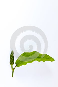 Long pepper white background in studio