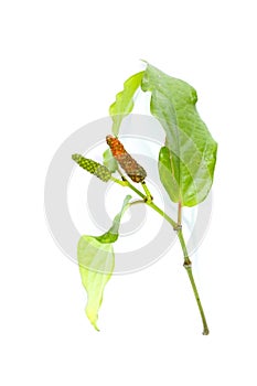 Long pepper white background in studio