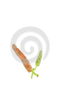 Long pepper white background in studio