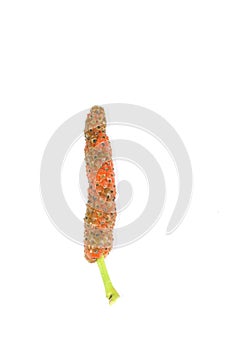 Long pepper white background in studio