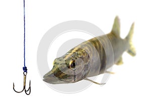 Long pike on white background