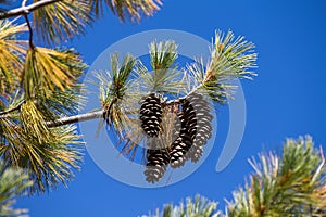 Long Pine Cone on Tree Branch