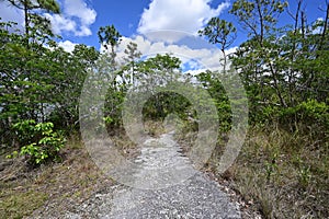 Long Pine Key Trail in Everglades National Park, Florida.