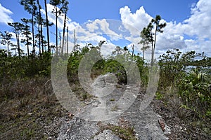 Long Pine Key Trail in Everglades National Park, Florida.