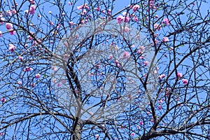 The long pink peach blossoms in the park in spring are beautiful