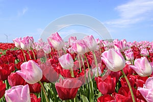 Dlouho růžový tulipány v tulipány široký úhel čočka níže modrý zakalený nebe v nizozemí. selektivní 