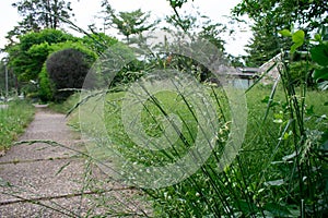 A Long Plant Next to the Sidewalk in an Overgrown Front Lawn