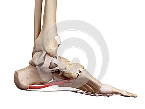 The long plantar ligament