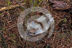 Long process of decomposition of a plastic bottle in the forest
