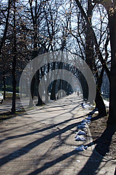 Long promenade in park with tree line tunnel