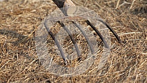 Long prongs of Pitchfork on the Hay on the farm