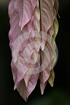 Long purple leaves covered by droplets