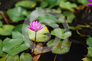 A long purple lotus flower