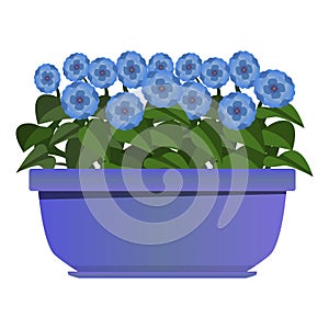 Long purple pot of blue flowers in realistic style. Flower bed for the window