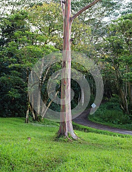 A long Rainbow Eucalyptus tree trunk near a road leading into a rainforest at the Keahu Arboretum in Kauai