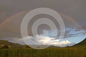 Long rainbow in front of gray rain cloud, green wheat field in the foreground.