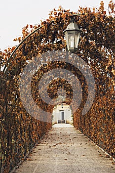 Long red Autumn alley with lantern