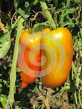 Long red green tomatoes closeup