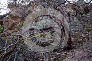 Long red orange rocks in the park with a tree