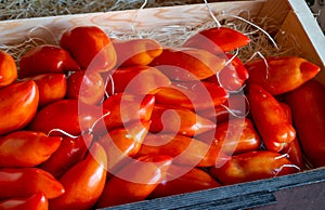 Long red ripe italian san marzano pasta sauce tomatoes