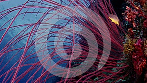 Long red whip coral and other corals underwater with blue water in the background